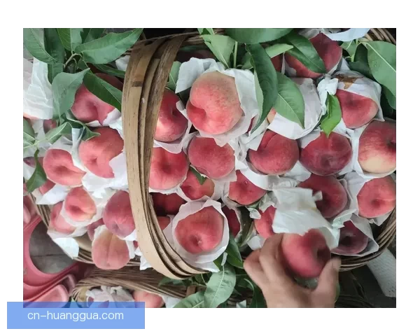 探索“www蜜桃视频”的魅力：视觉盛宴与无限可能